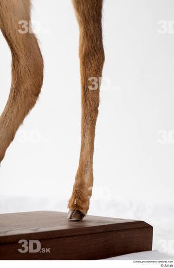 Leg Deer Animal photo references