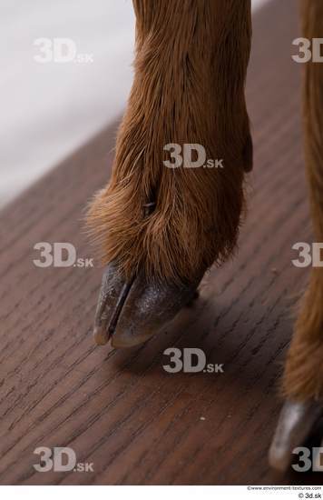 Foot Deer Animal photo references