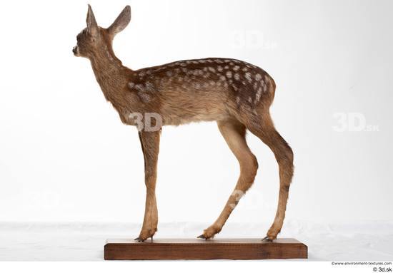 Whole Body Deer Animal photo references