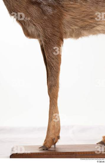 Leg Deer Animal photo references