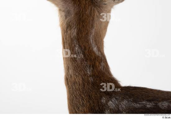 Neck Deer Animal photo references