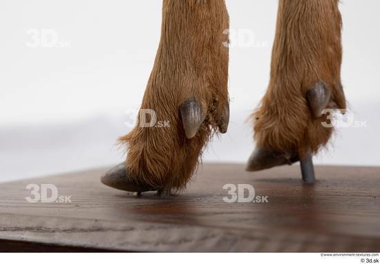 Foot Deer Animal photo references