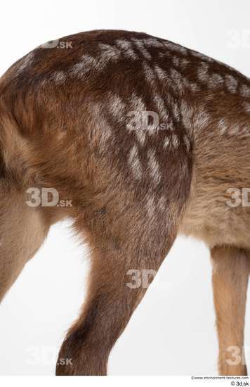 Leg Deer Animal photo references