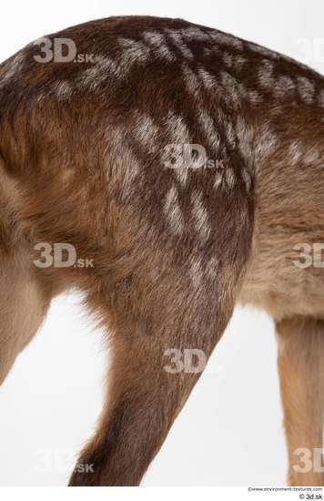 Leg Deer Animal photo references