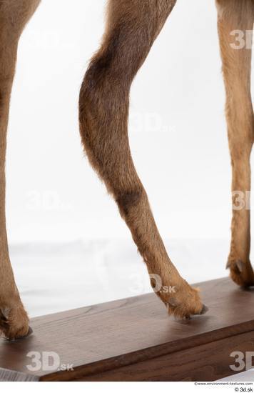 Leg Deer Animal photo references