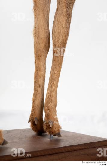 Leg Deer Animal photo references