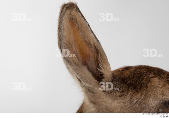 Ear Deer Animal photo references