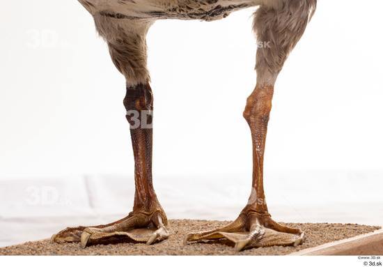 Leg Goose Bird Animal photo references