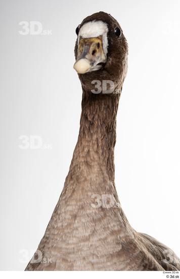 Neck Head Goose Bird Animal photo references