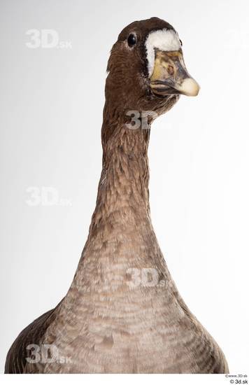 Neck Head Goose Bird Animal photo references