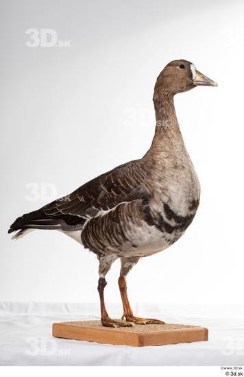 Whole Body Goose Bird Animal photo references