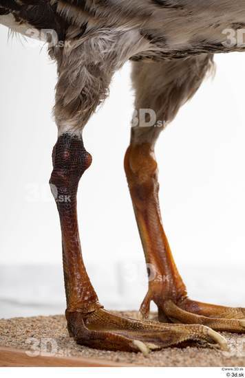 Leg Goose Bird Animal photo references