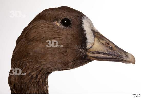 Head Goose Bird Animal photo references