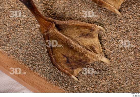 Foot Goose Bird Animal photo references