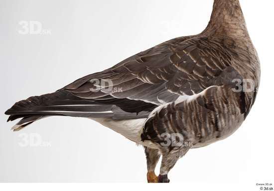 Chest Back Goose Bird Animal photo references