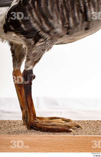 Leg Goose Bird Animal photo references