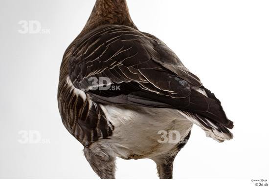 Back Tail Goose Bird Animal photo references