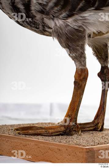 Leg Goose Bird Animal photo references