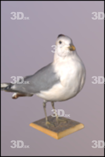 Bird 3D Scans