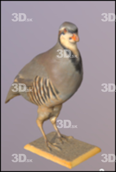 Bird 3D Scans