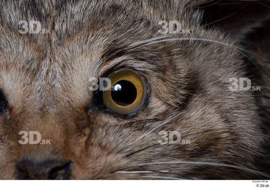 Eye Cat Animal photo references