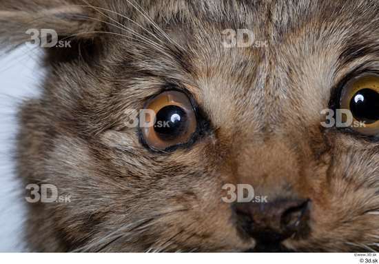 Eye Cat Animal photo references