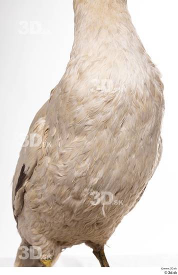 Chest Bird Animal photo references