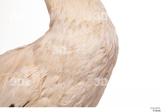 Neck Chest Bird Animal photo references