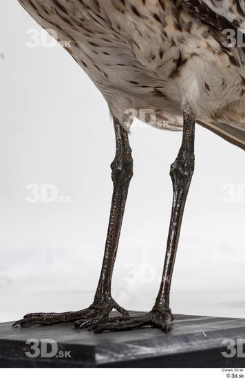 Leg Bird Animal photo references