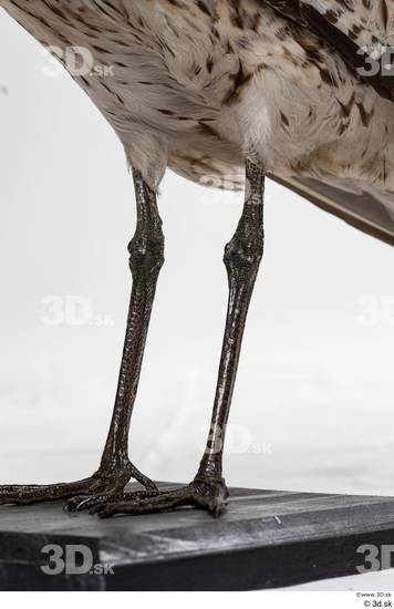 Leg Bird Animal photo references