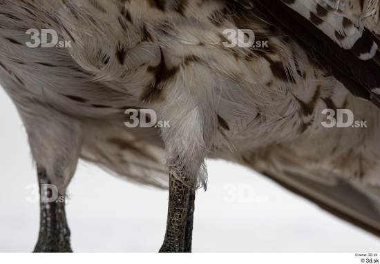 Leg Bird Animal photo references