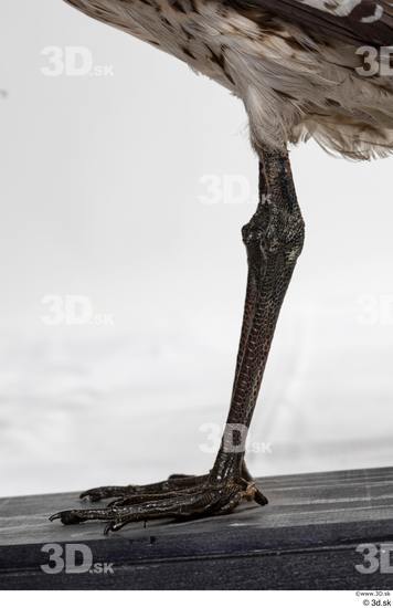 Leg Bird Animal photo references