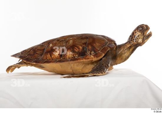 Whole Body Turtles Animal photo references