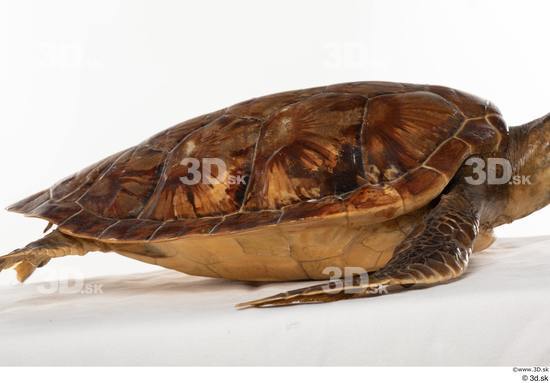 Back Turtles Animal photo references