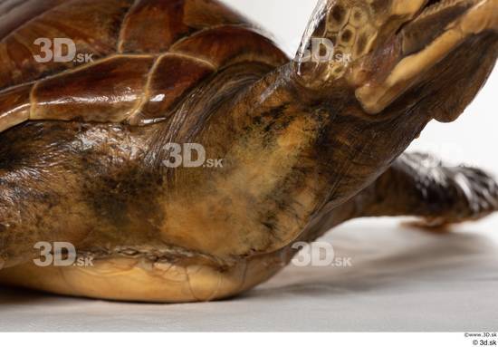 Neck Turtles Animal photo references