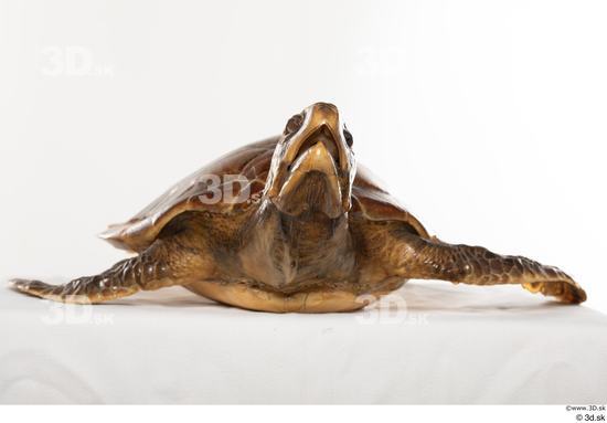Whole Body Head Turtles Animal photo references