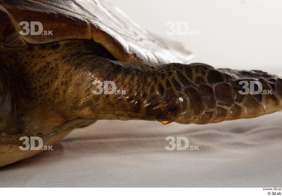 Leg Turtles Animal photo references