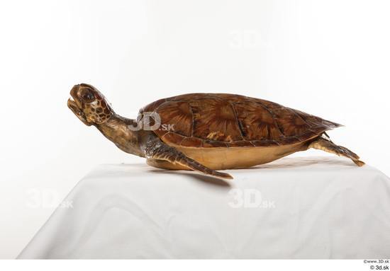 Whole Body Turtles Animal photo references