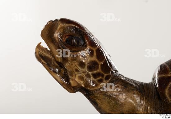 Head Turtles Animal photo references