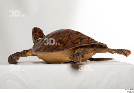Whole Body Turtles Animal photo references