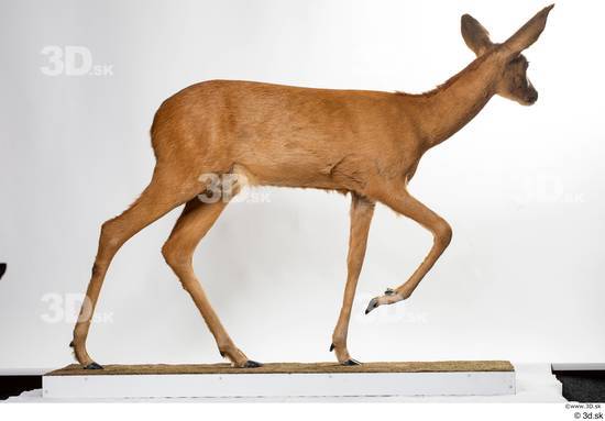 Whole Body Deer Animal photo references