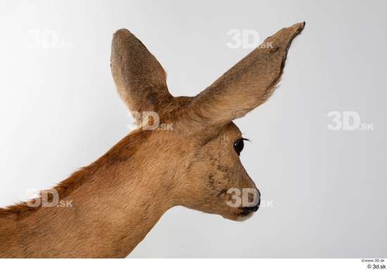 Head Deer Animal photo references