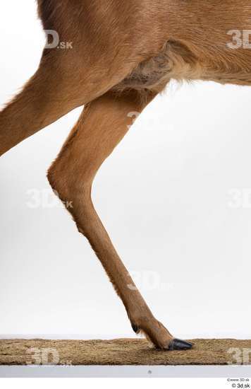 Leg Deer Animal photo references