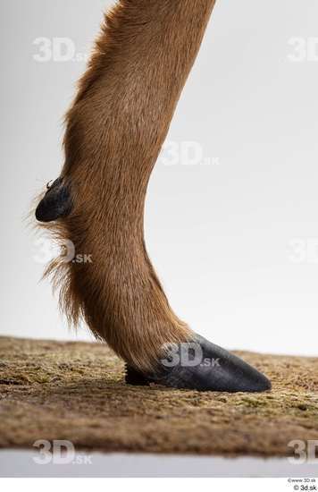 Leg Deer Animal photo references