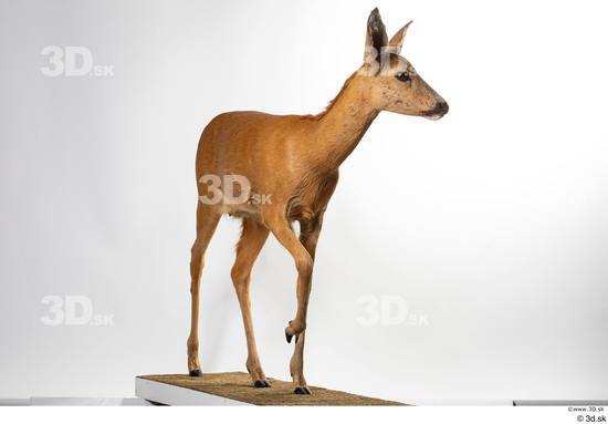 Whole Body Deer Animal photo references