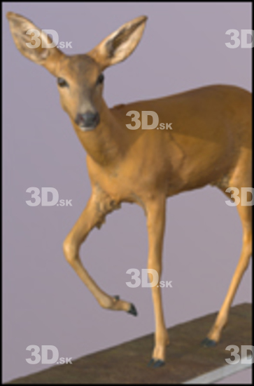 3D Scans