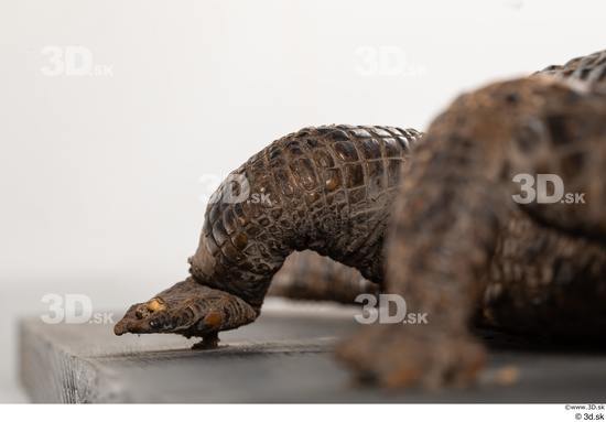 Leg Crocodile Animal photo references