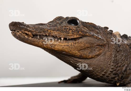 Head Crocodile Animal photo references