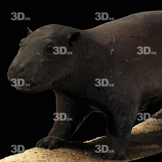 Hippopotamus 3D Scans