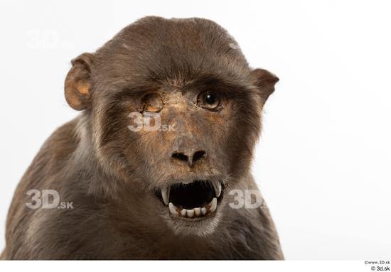 Head Monkey Animal photo references